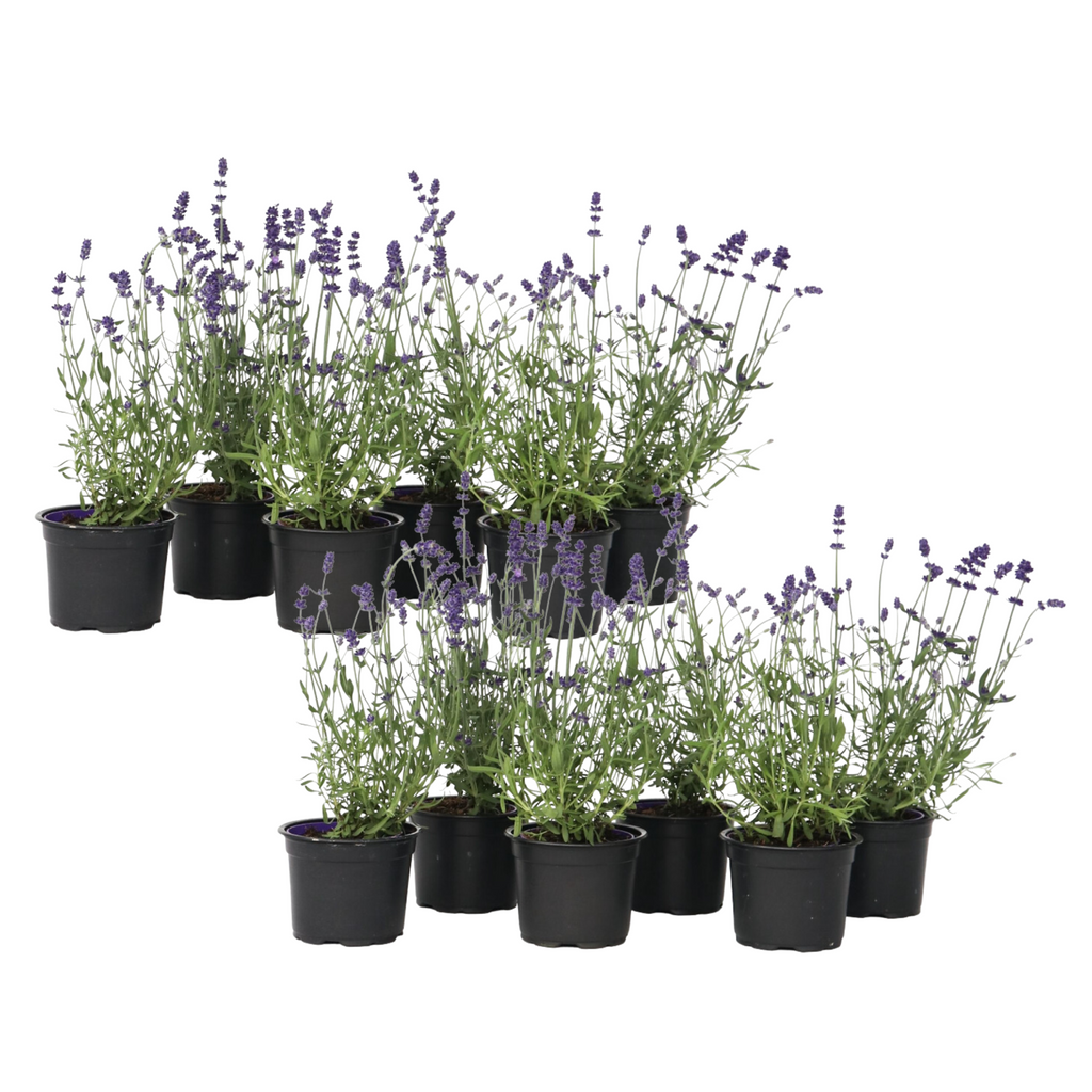 Lavender - 12 pcs. - Lavandula angustifolia - Height 10-15cm - ⌀10,5cm
