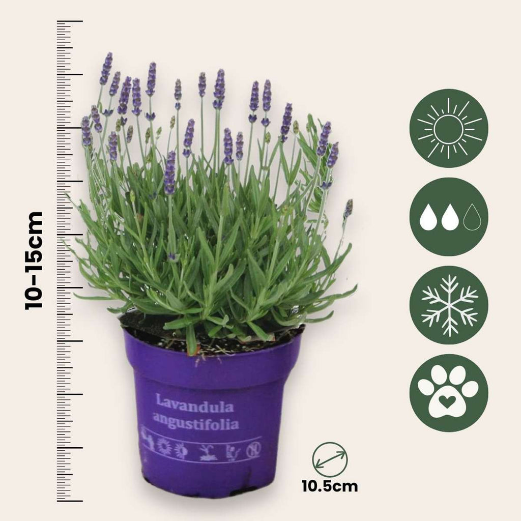 Lavender - 12 pcs. - Lavandula angustifolia - Height 10-15cm - ⌀10,5cm