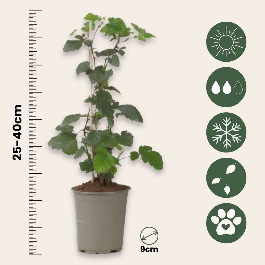 Blackberry - 3 pcs - Rubus Thornless - Height 25-40cm - ⌀9cm