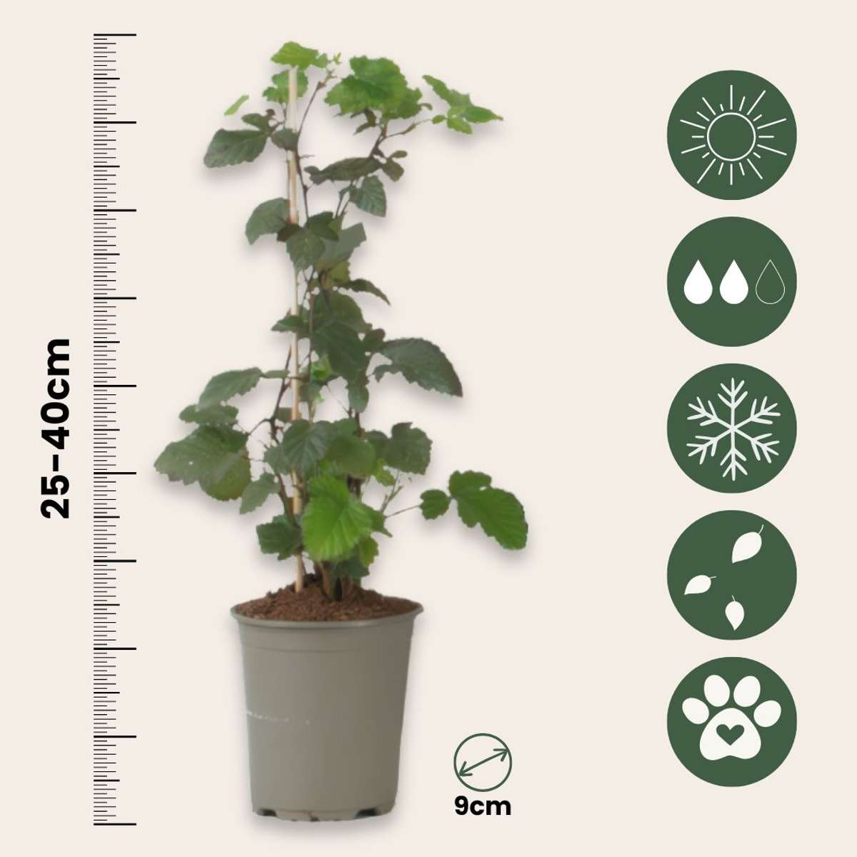 Blackberry - 3 pcs - Rubus Thornless - Height 25-40cm - ⌀9cm