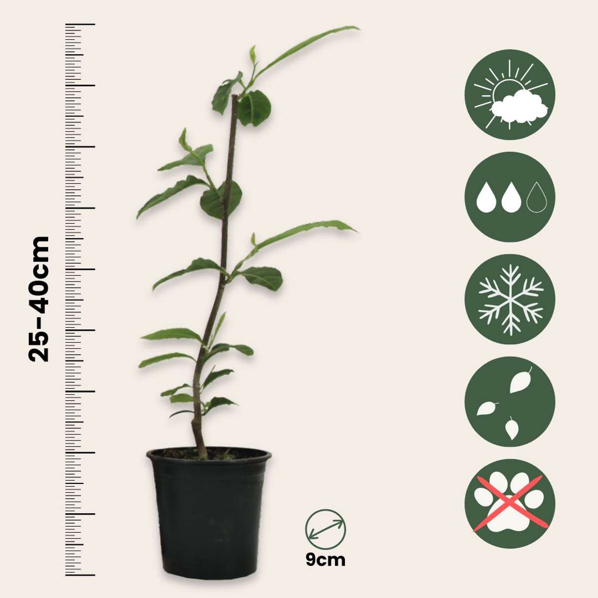 Magnolias - 3 pcs. - Magnolia 'Stellata' - Height 25-40cm - ⌀9cm