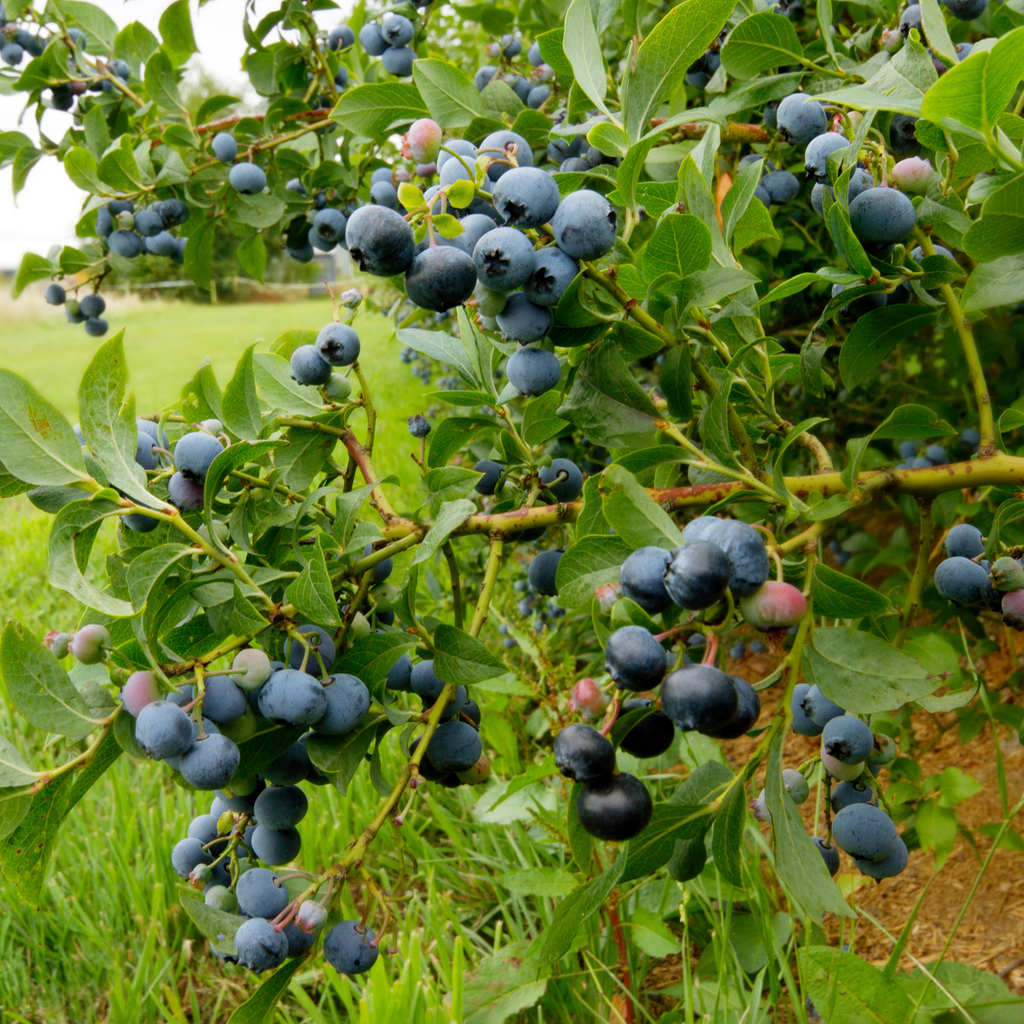Blueberry - 3 pcs. - Vaccinium corymbosum 'Sunshine Blue' - H25-40cm - ⌀9cm