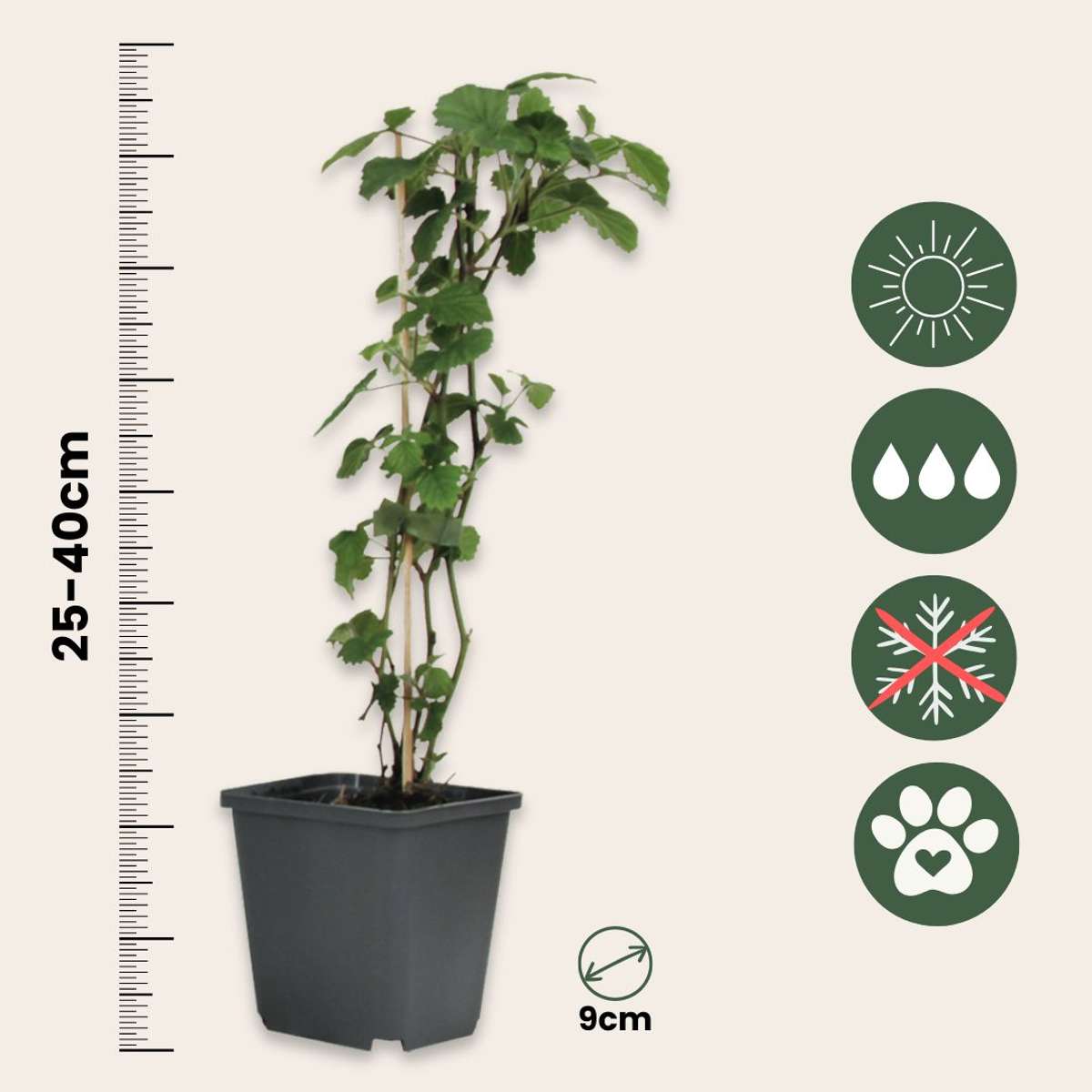 Angel's Trumpets - 3 pcs. - Brugmansia - Height 25-40cm - ⌀9cm