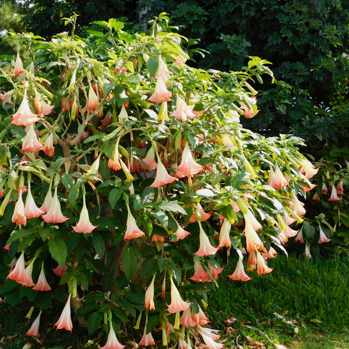 Angel's Trumpets - 3 pcs. - Brugmansia - Height 25-40cm - ⌀9cm