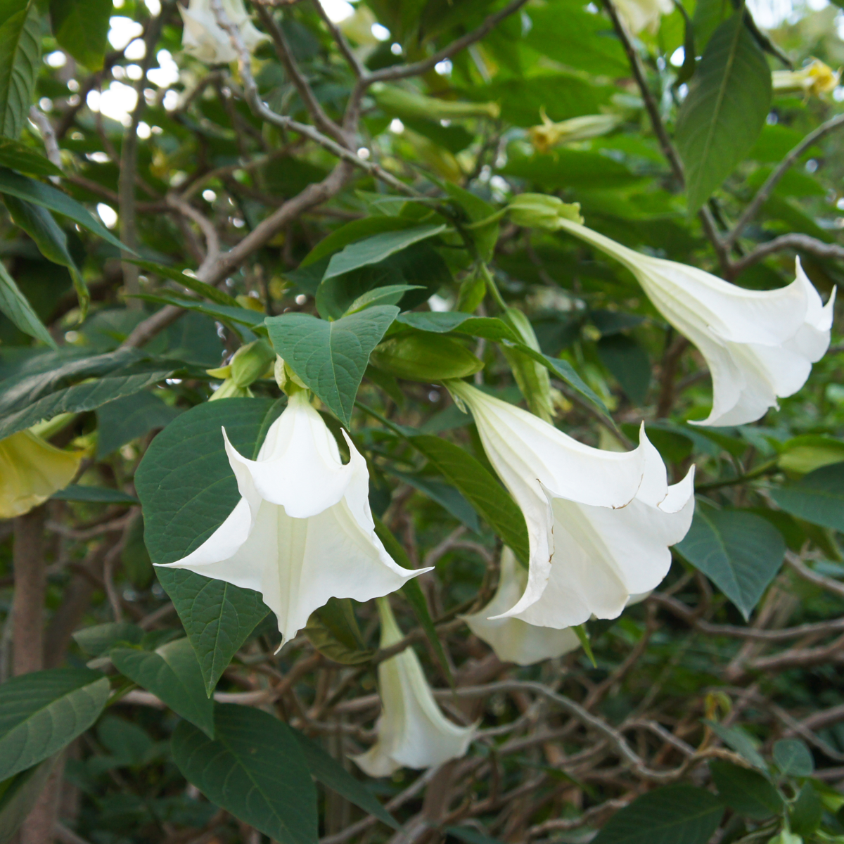 Angel's Trumpets - 3 pcs. - Brugmansia - Height 25-40cm - ⌀9cm