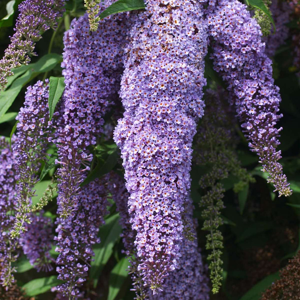 Summer lilac - 3 pcs. - Buddleja davidii 'Nanho Blue' - Height 25-40cm - ⌀9cm