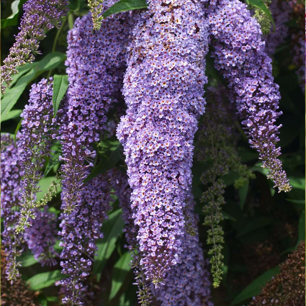 Summer lilac - 3 pcs. - Buddleja davidii - Height 25-40cm - ⌀9cm