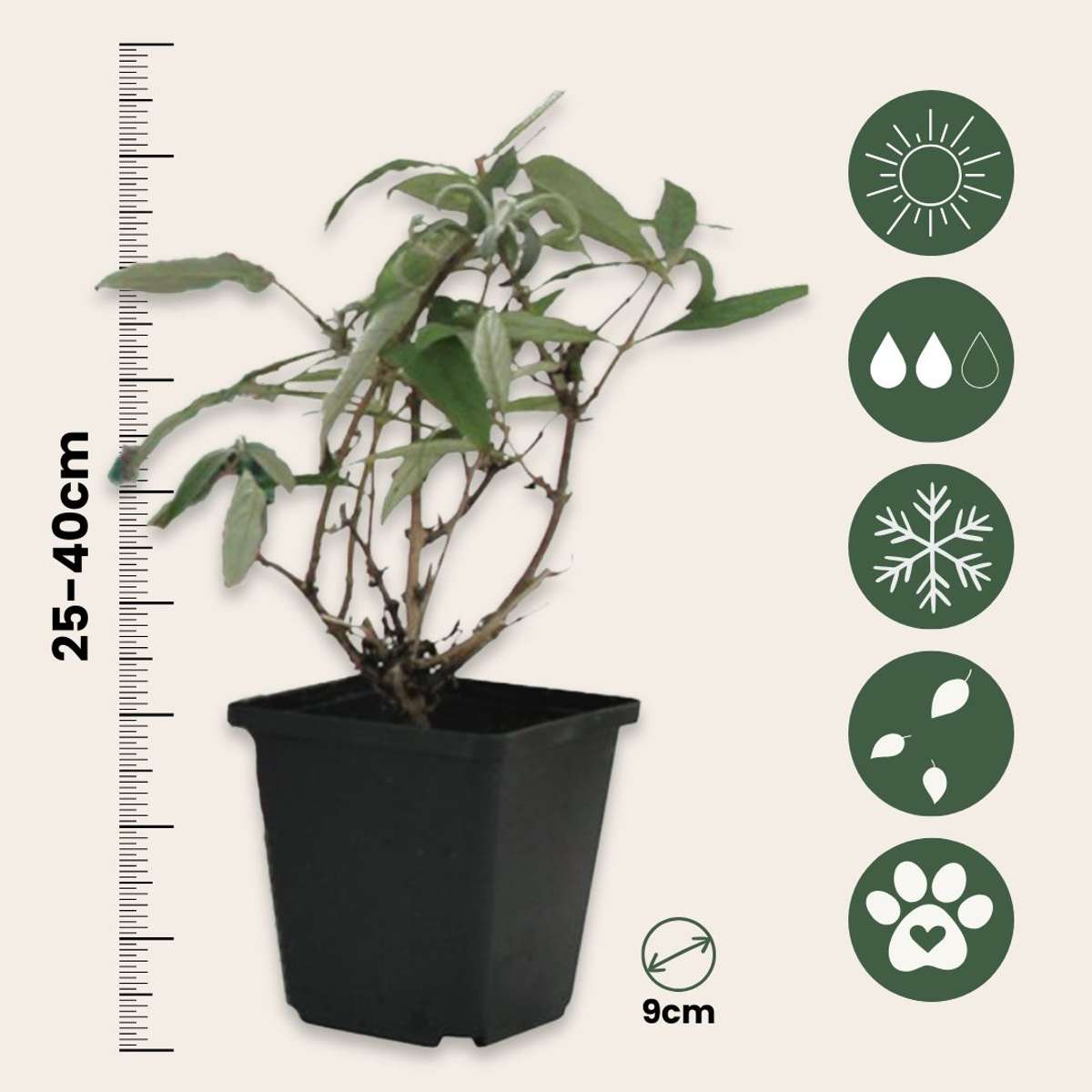 Summer lilac - 3 pcs. - Buddleja davidii 'White Profusion' - H25-40cm - ⌀9cm