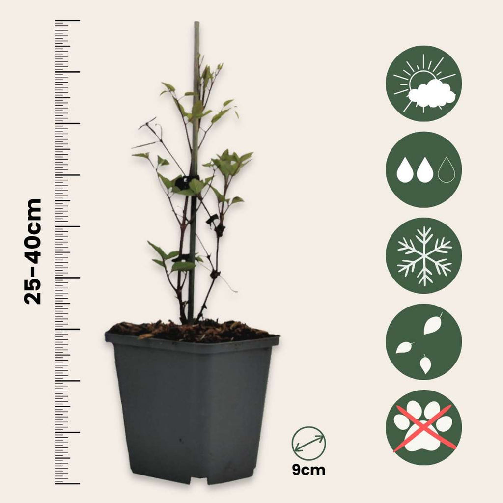 Leather flower - 3 pcs. - Clematis 'Mme Le Coultre' - Height 25-40cm - ⌀9cm