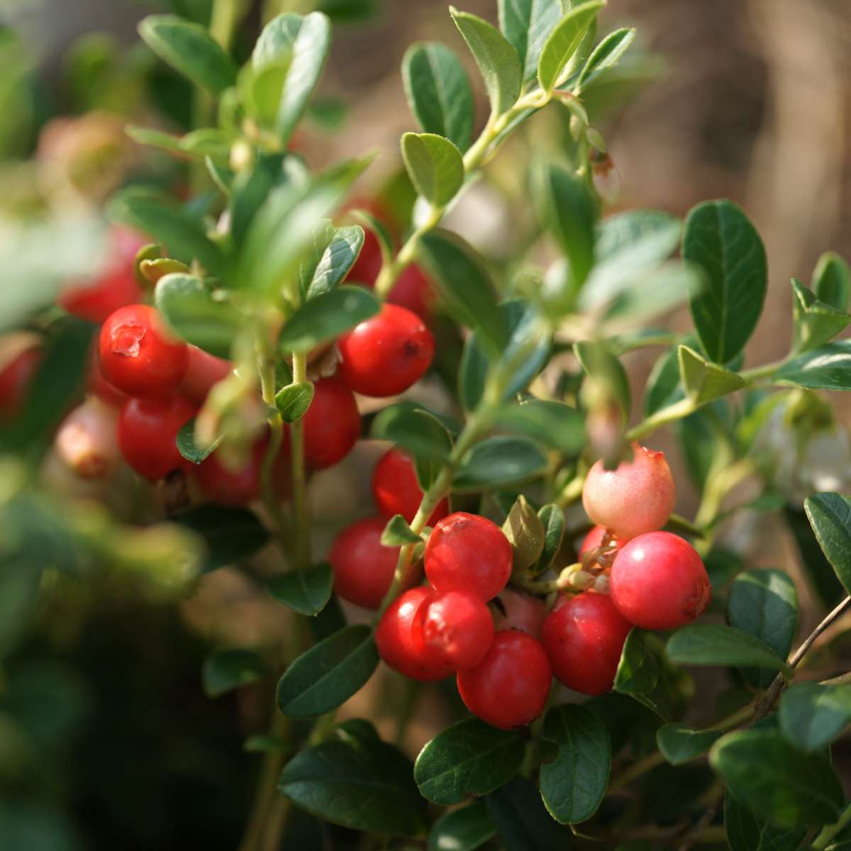 Cranberry - 3 pcs. - Vaccinium macrocarpon 'Cranberry' - Height 10-20cm - ⌀9cm