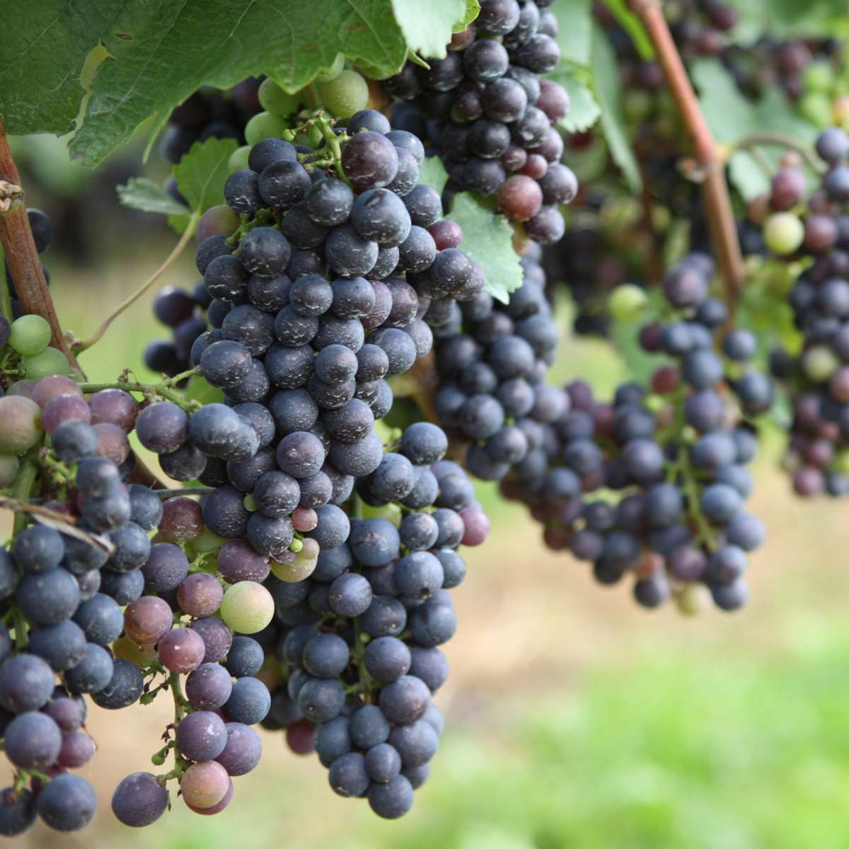 Common grape vine - 6 pcs. - Vitis vinifera - Height 25-40cm - ⌀9cm