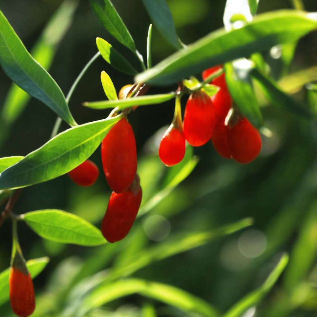 Goji berries - 3 pcs. - Lycium barbarum - Height 25-40cm - ⌀9cm
