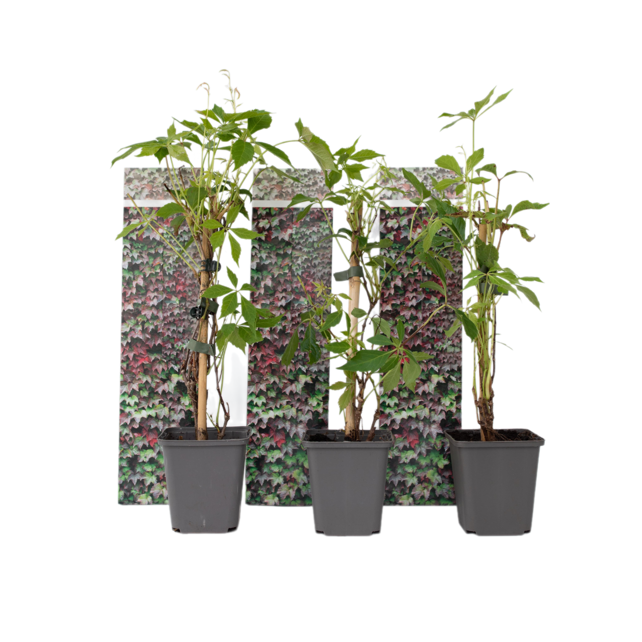 Virginia creeper - 3 pcs. - Parthenocissus quinquefolia - Height 25-40cm - ⌀9cm
