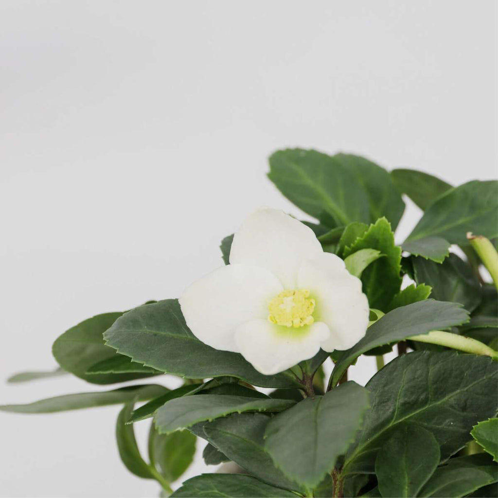 Christmas Rose - 6 pcs. - Helleborus niger 'Mont Blanc' - Height 20-30cm - ⌀12cm