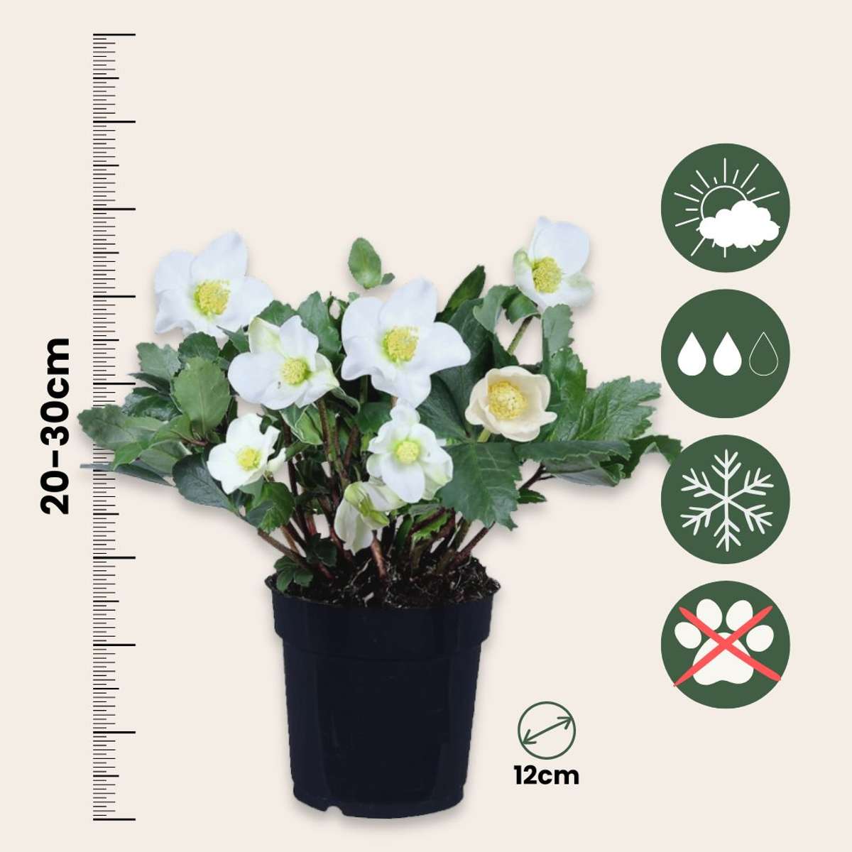 Christmas Rose - 6 pcs. - Helleborus niger 'Mont Blanc' - Height 20-30cm - ⌀12cm