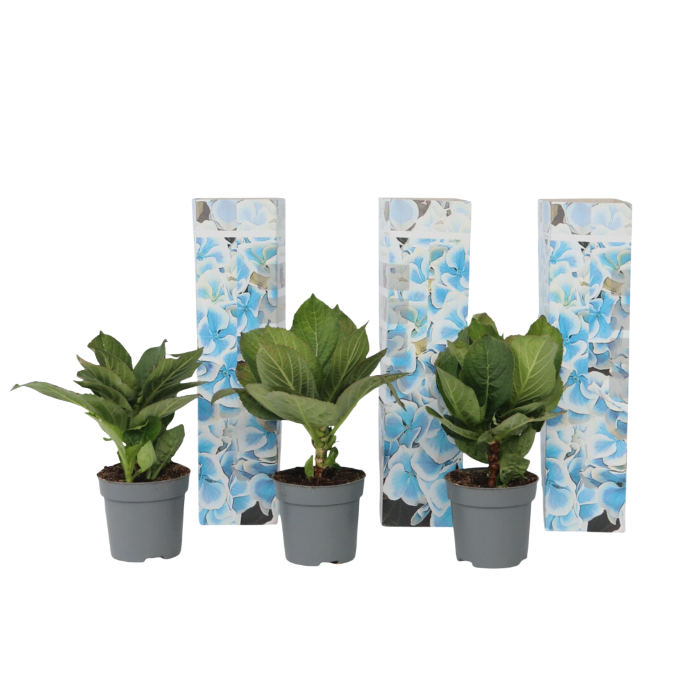 Hortensia - 3 pcs. - Hydrangea macrophylla 'Bavaria' - Height 25-40cm - ⌀9cm