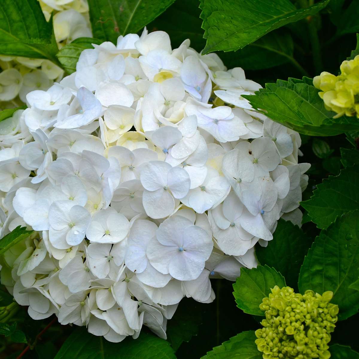 Hortensia - 6 pcs. - Hydrangea macrophylla 'Wudu' - Height 25-40cm - ⌀9cm
