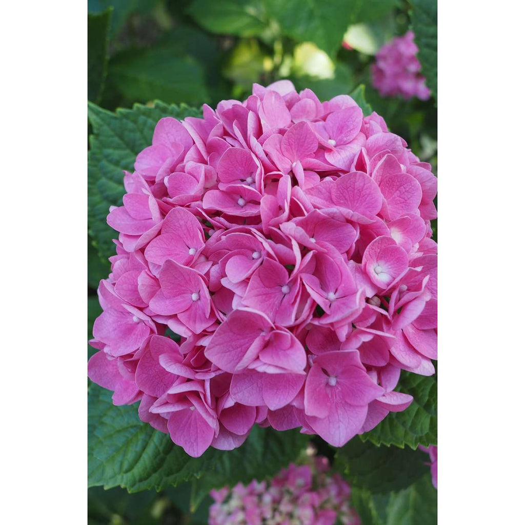 Hortensia - 6 pcs. - Hydrangea macrophylla 'Early Pink' - Height 25-40cm - ⌀9cm