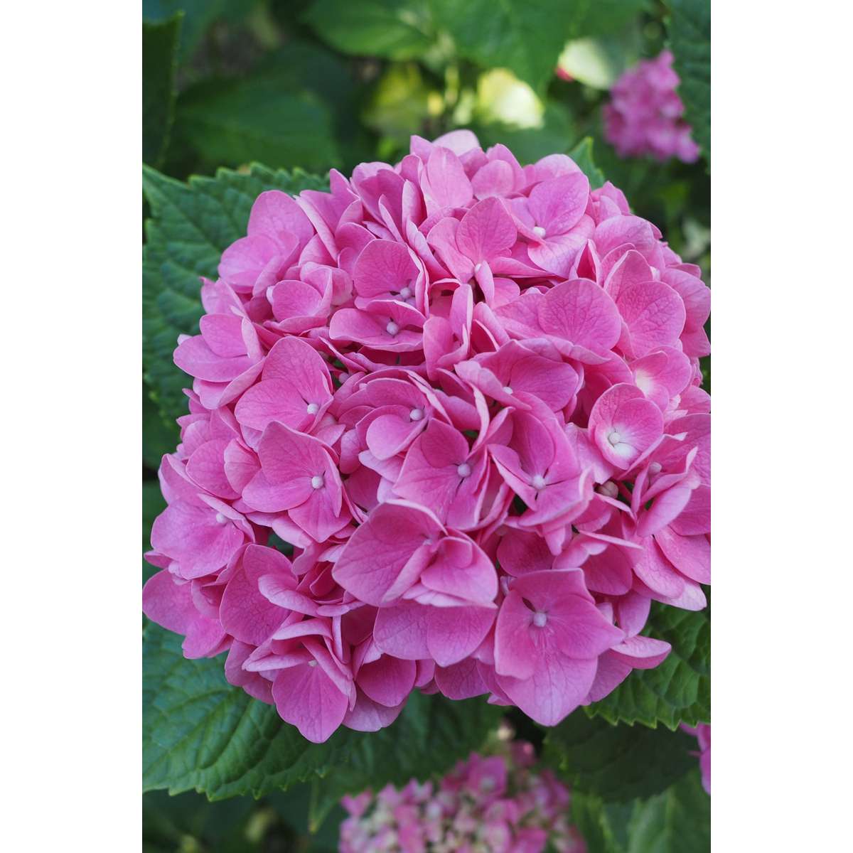 Hortensia - 6 pcs. - Hydrangea macrophylla 'Early Pink' - Height 25-40cm - ⌀9cm