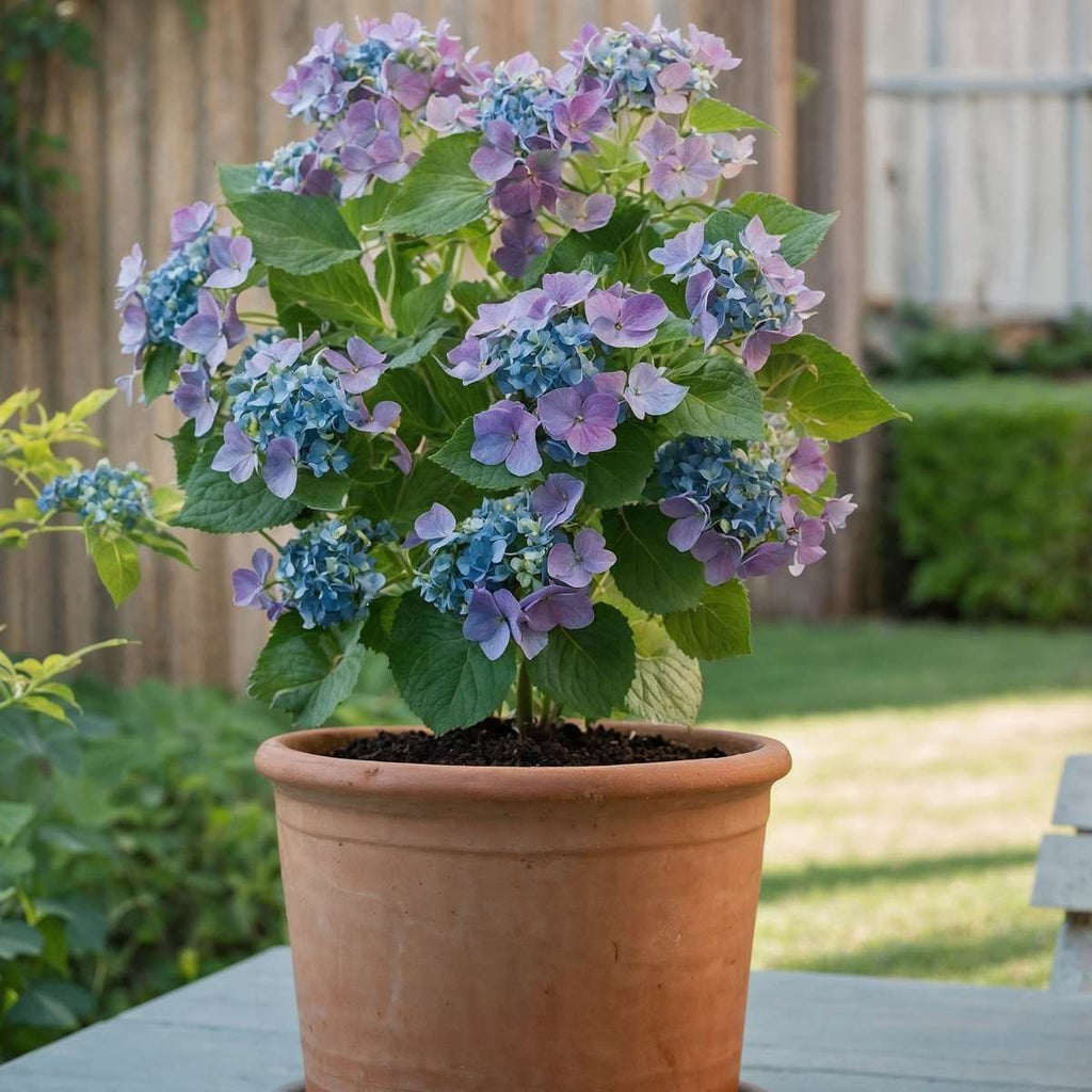 Hortensia - 6 pcs. - Hydrangea macrophylla teller 'Nizza' - H25-40cm - ⌀9cm