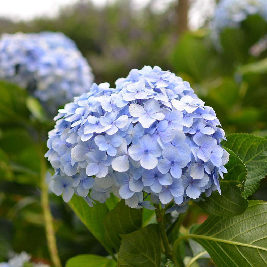 Hortensia - 6 pcs. - Hydrangea macrophylla teller 'Nizza' - H25-40cm - ⌀9cm