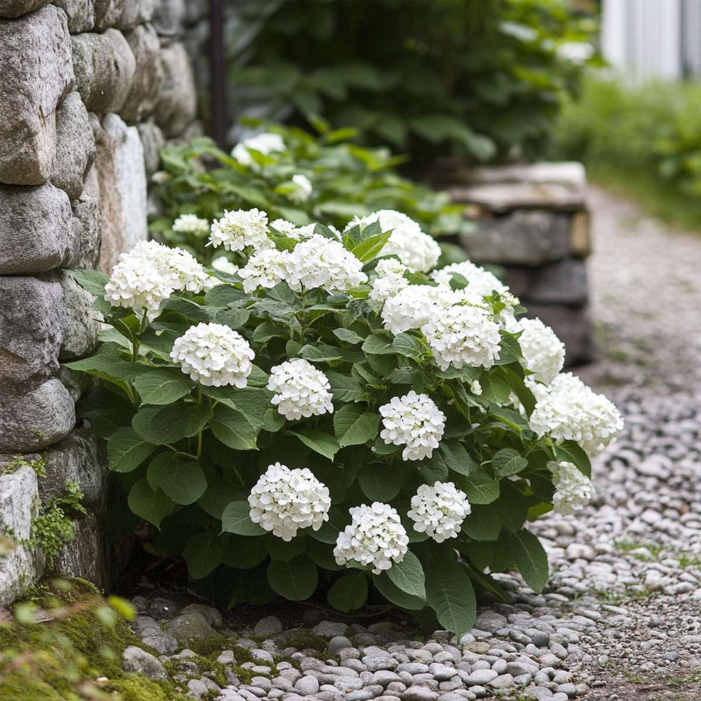 Hortensia - 3 pcs. - Hydrangea macrophylla teller 'Benxi' - H25-40cm - ⌀9cm