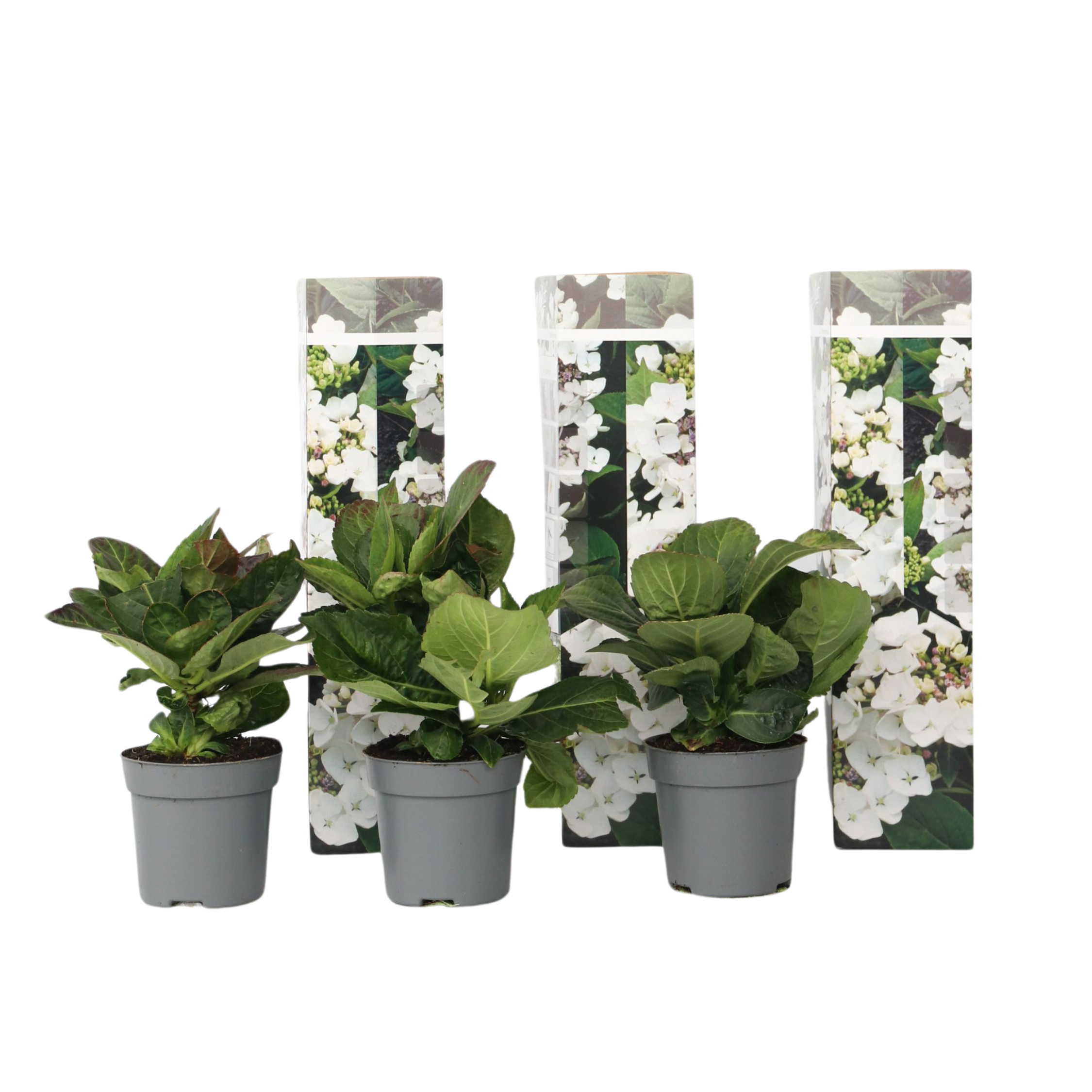 Hortensia - 3 pcs. - Hydrangea macrophylla teller 'Benxi' - H25-40cm - ⌀9cm