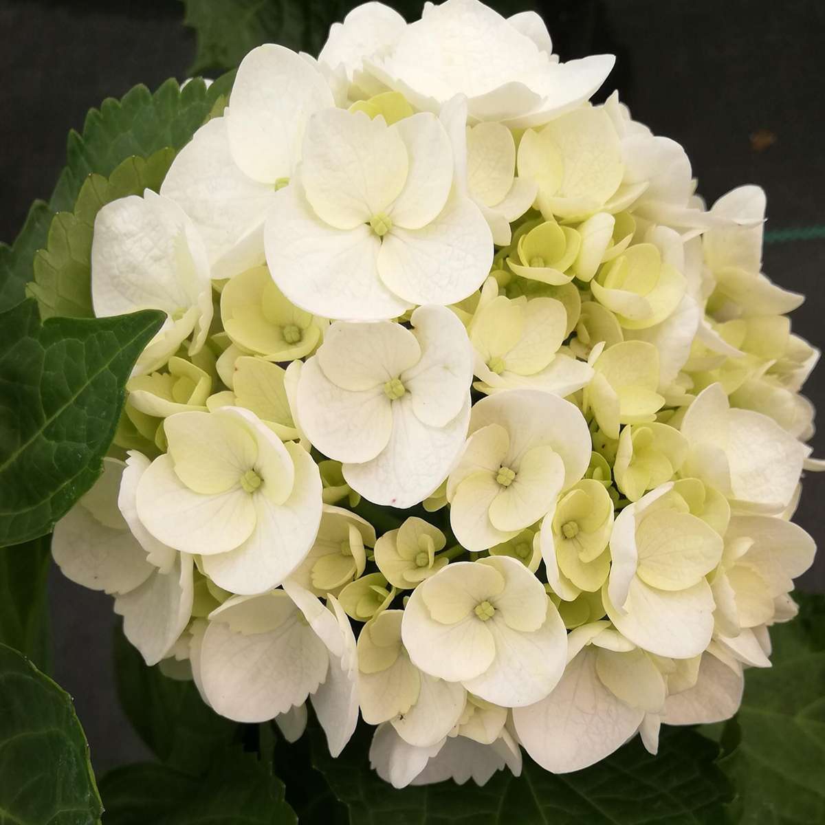 Hortensia - 6 pcs. - Hydrangea macrophylla teller 'Benxi' - H25-40cm - ⌀9cm