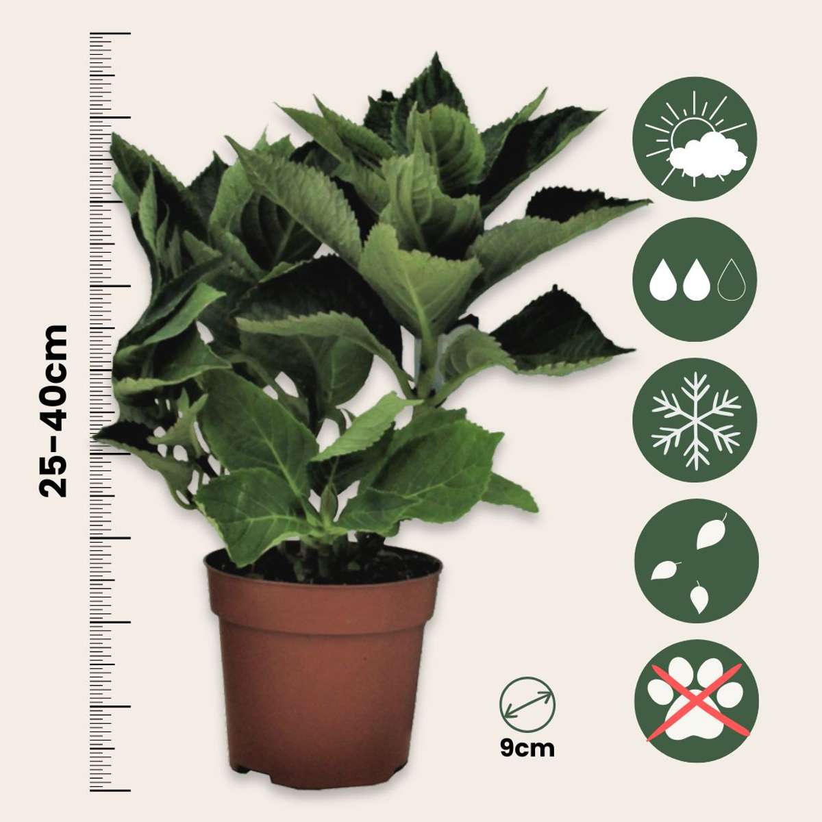 Hortensia - 3 pcs. - Hydrangea macrophylla 'Red Bull' - Height 25-40cm - ⌀9cm