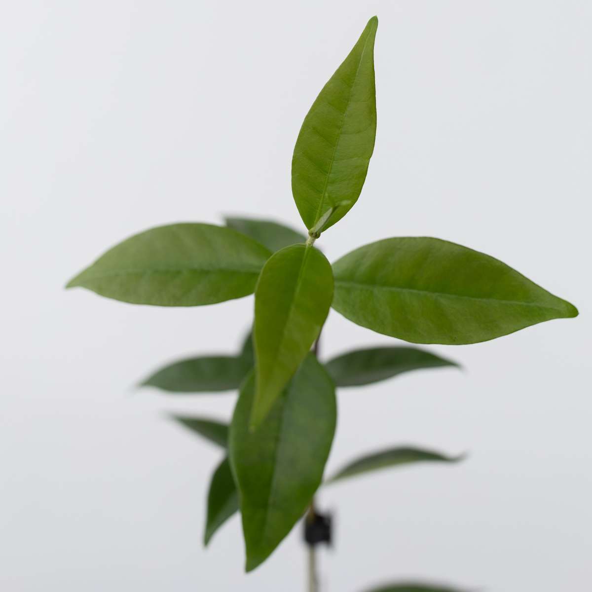 Star of Jasmine - 3 pcs. - Trachelospermum jasminoides - Height 25-40cm - ⌀9cm