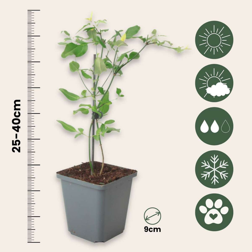 Jasmine - 6 pcs. - Jasminum 'Summer Scent' - Height 25-40cm - ⌀9cm