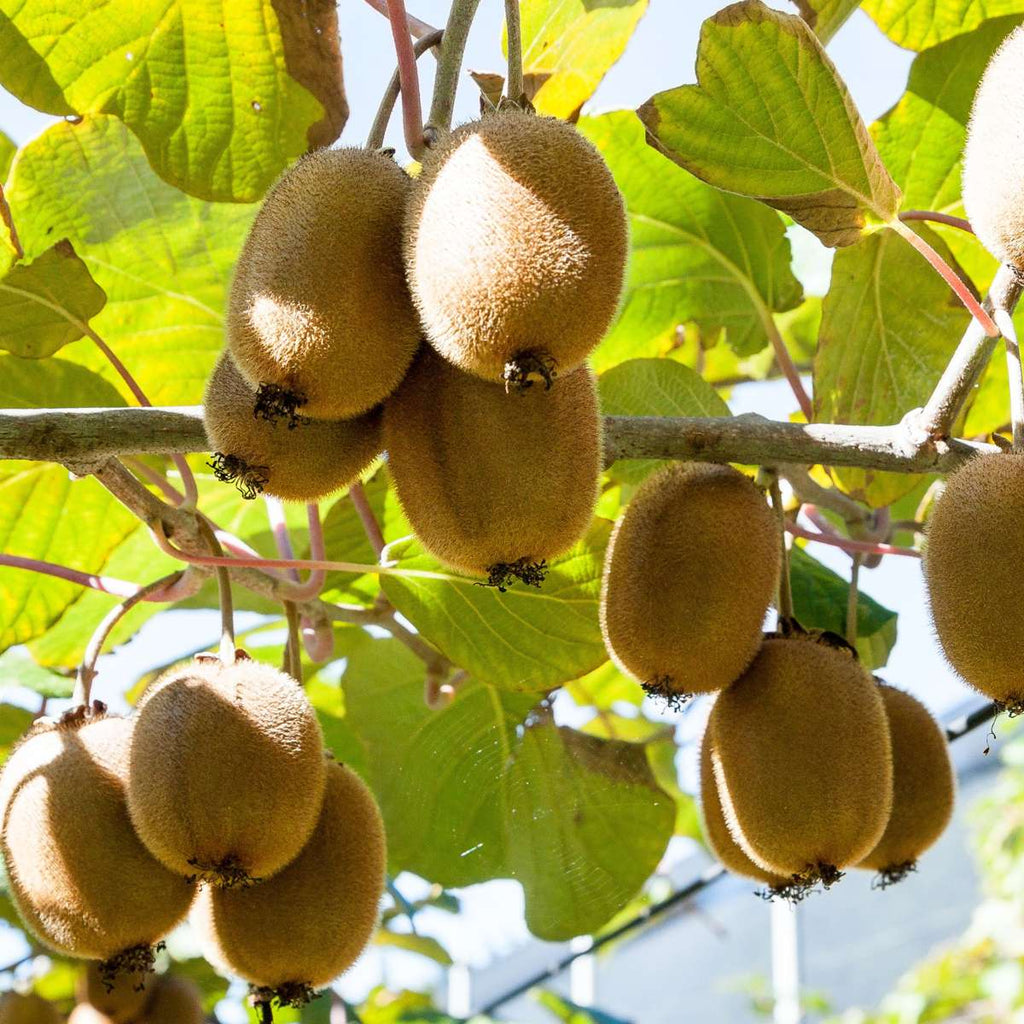 Kiwi fruit - 3 pcs. - Actinidia deliciosa 'Jenny' - Height 20-40cm - ⌀9cm