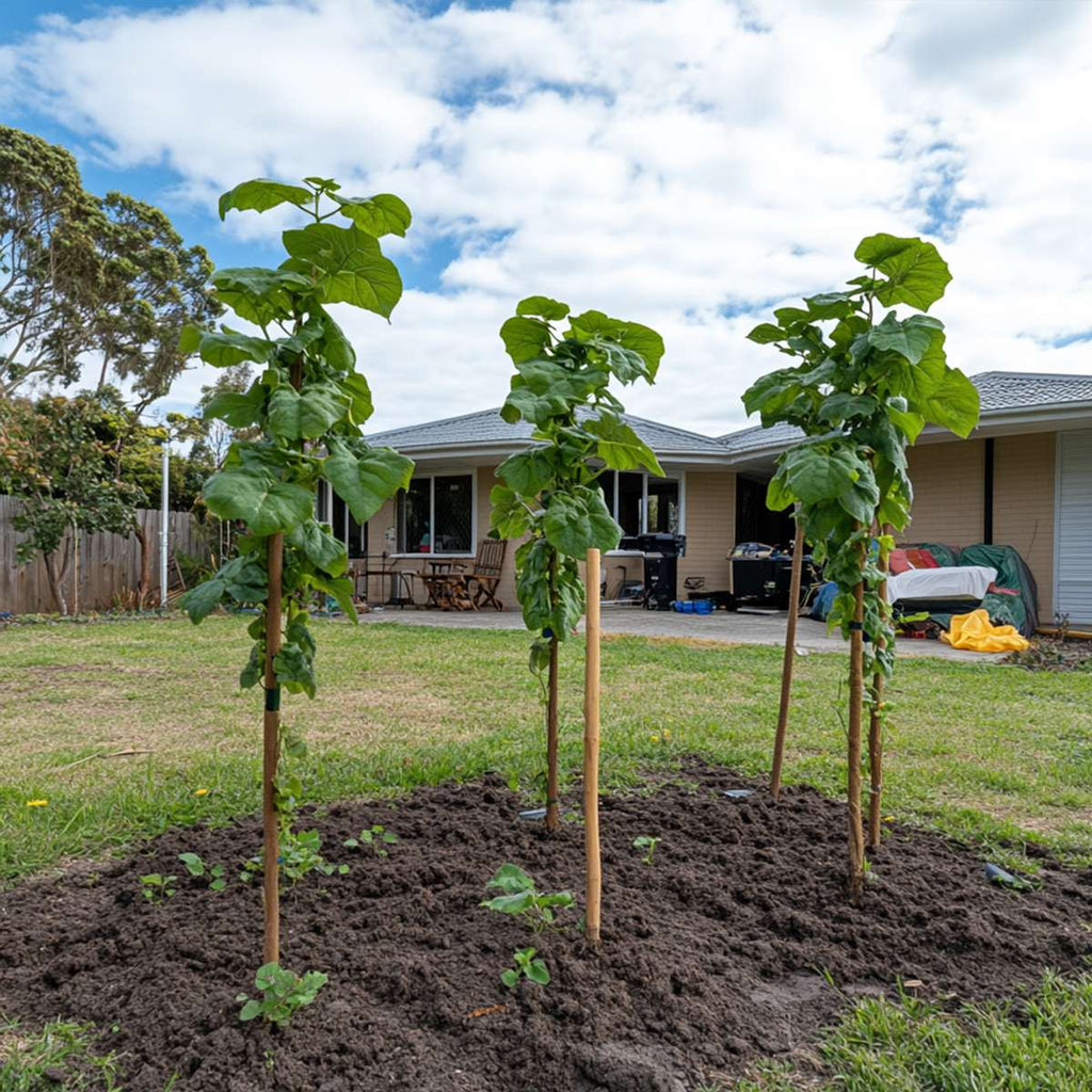 Kiwi fruit - 6 pcs. - Actinidia deliciosa 'Jenny' - Height 20-40cm - ⌀9cm