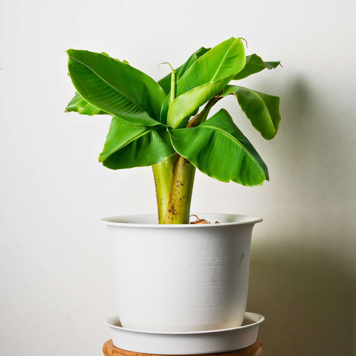 Hardy Banana - 2 pcs. - Musa basjoo - Height 25-40cm - ⌀9cm