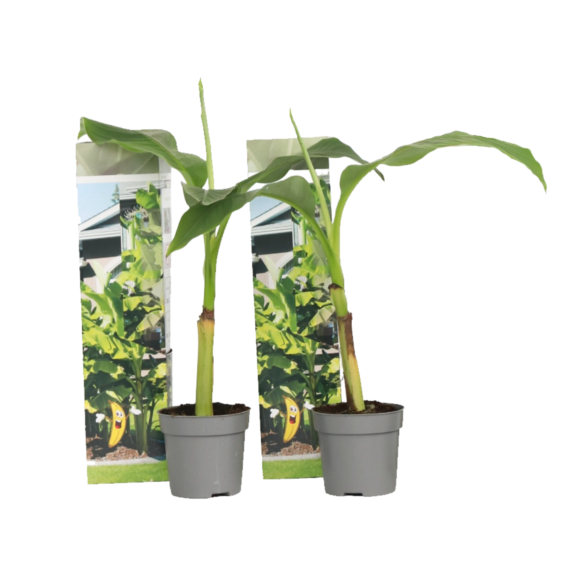 Hardy Banana - 2 pcs. - Musa basjoo - Height 25-40cm - ⌀9cm