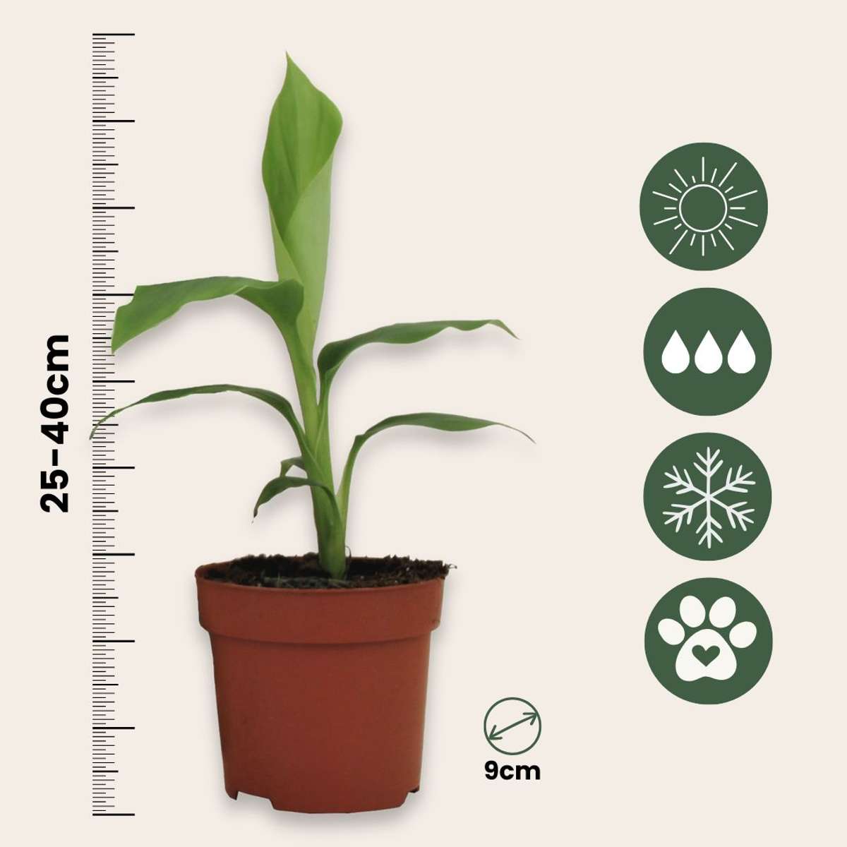 Hardy Banana - 4 pcs. - Musa basjoo - Height 25-40cm - ⌀9cm