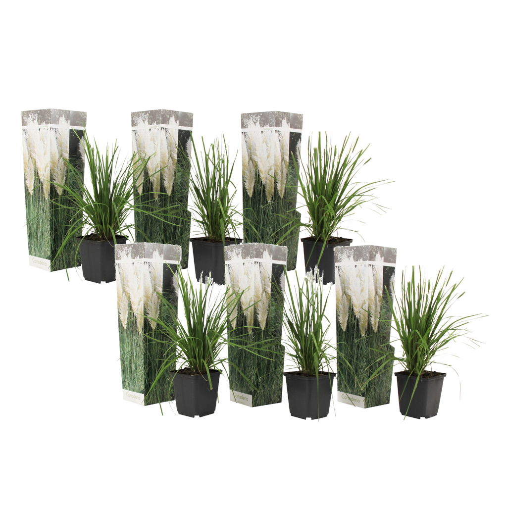 Pampasgrass - 6 pcs. - Cortaderia selloana - Height 25-40cm - ⌀9cm