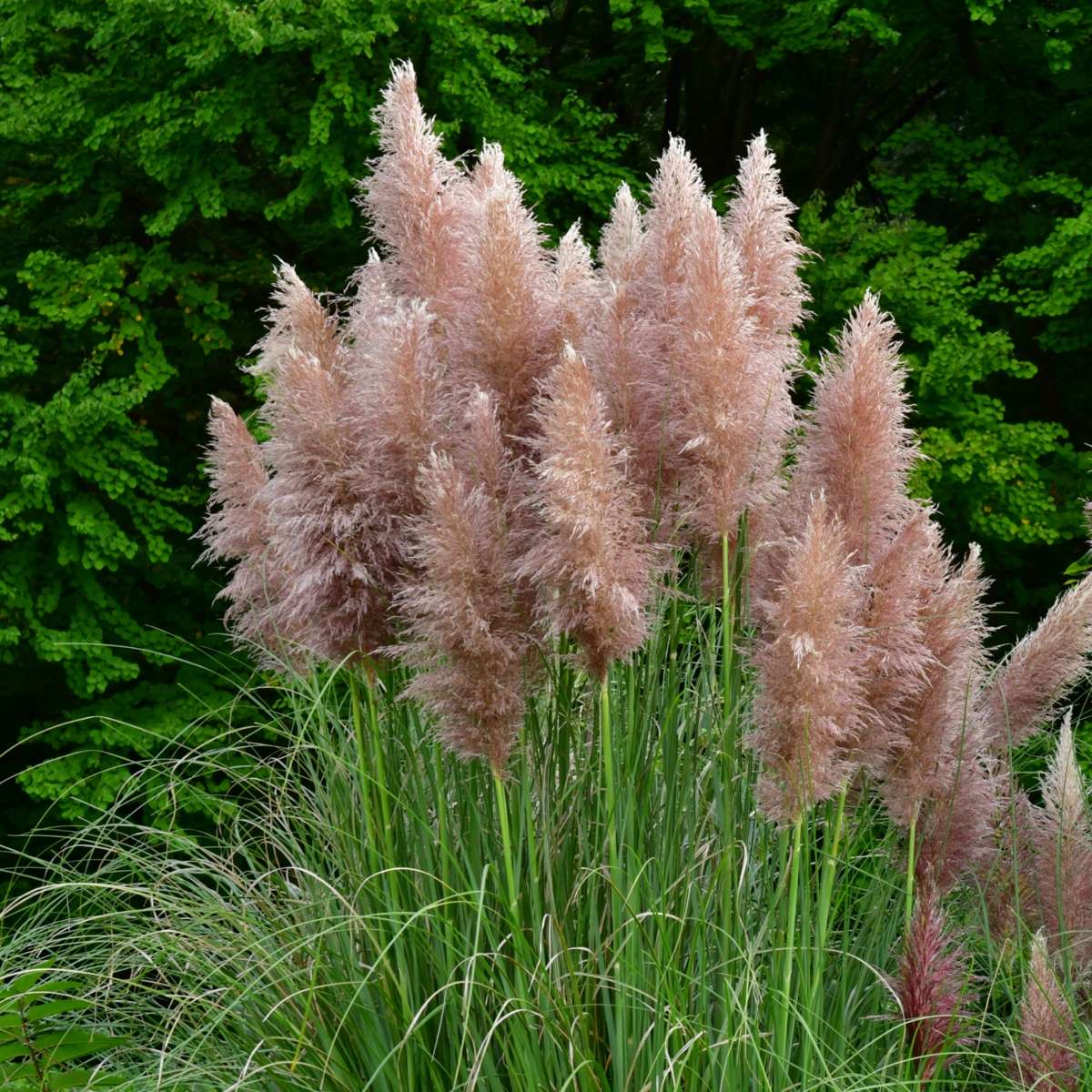 Pampasgrass - 3 pcs. - Cortaderia selloana - Height 25-40cm - ⌀9cm