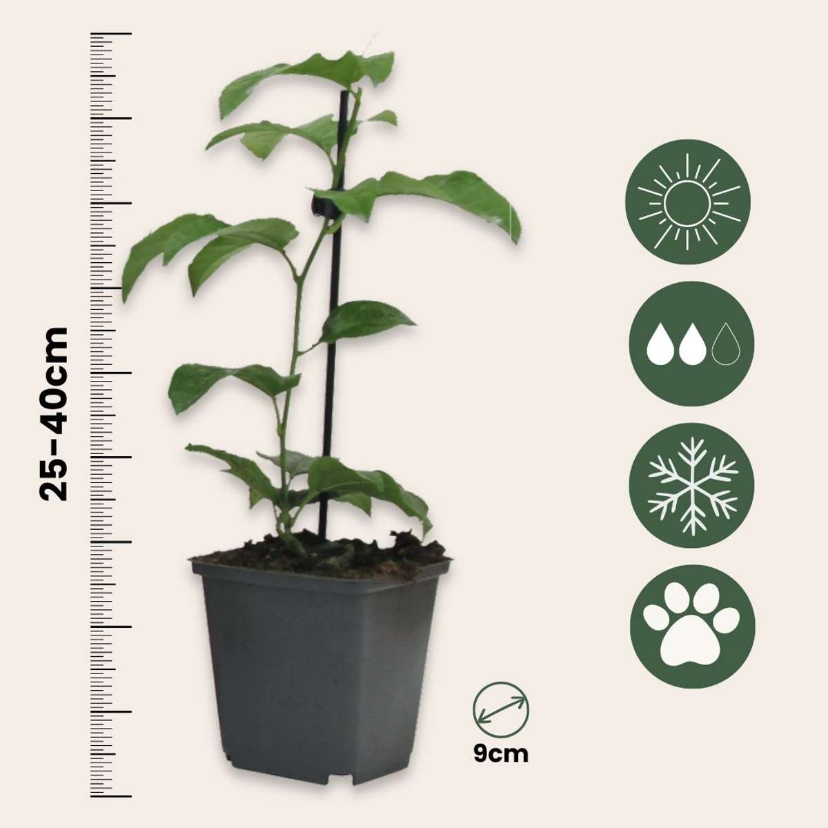 Passion Flower - 3 pcs. - Passiflora edulis 'Frederick' - Height 25-40cm - ⌀9cm