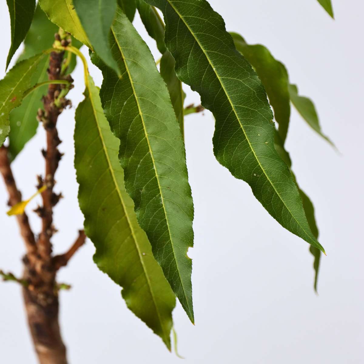 Peach Tree - Prunus 'Bonanza' - Height 60-70cm - ⌀15cm