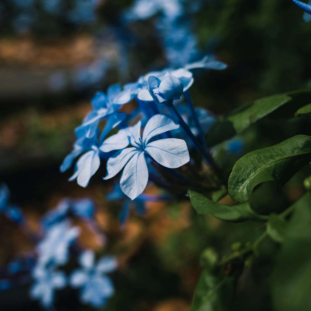 Cape leadwort - 3 pcs. - Plumbago auriculata - Height 25-40cm - ⌀9cm