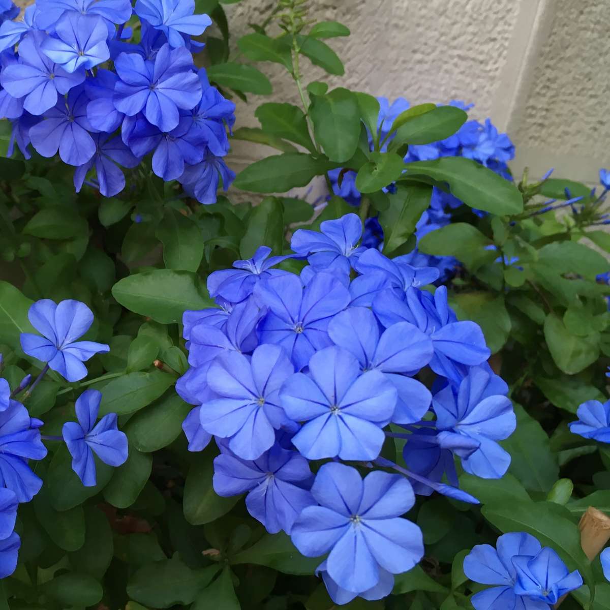 Cape leadwort - 6 pcs. - Plumbago auriculata - Height 25-40cm - ⌀9cm