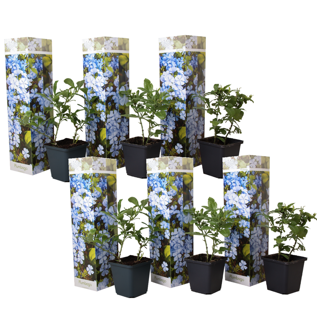 Cape leadwort - 6 pcs. - Plumbago auriculata - Height 25-40cm - ⌀9cm