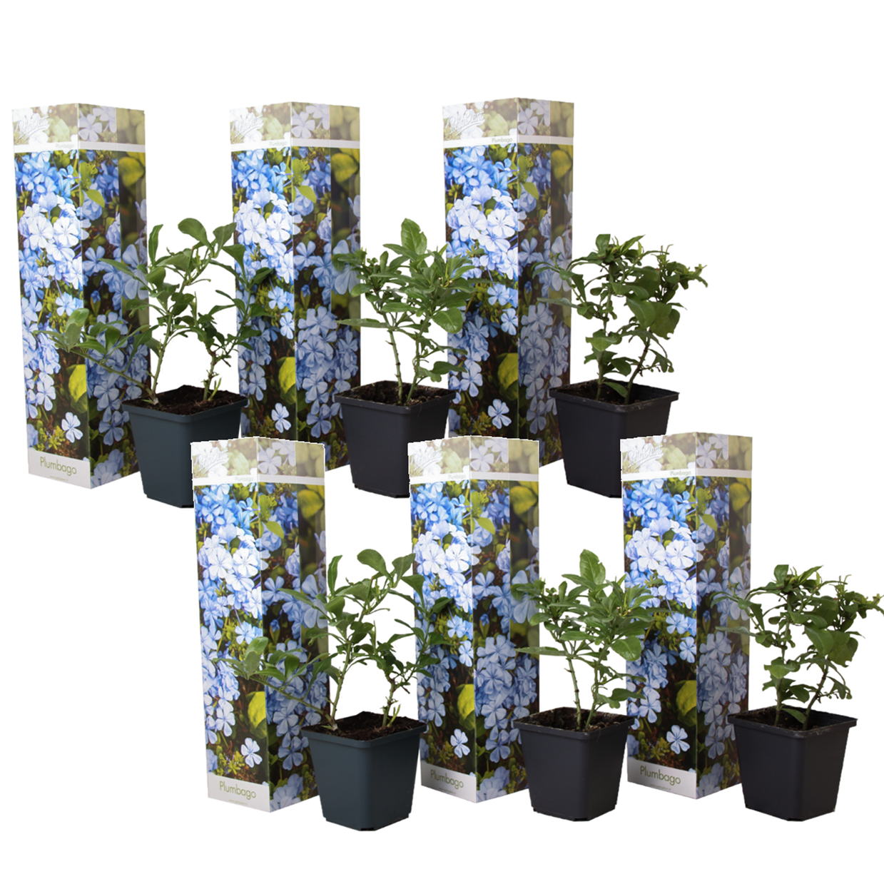 Cape leadwort - 6 pcs. - Plumbago auriculata - Height 25-40cm - ⌀9cm