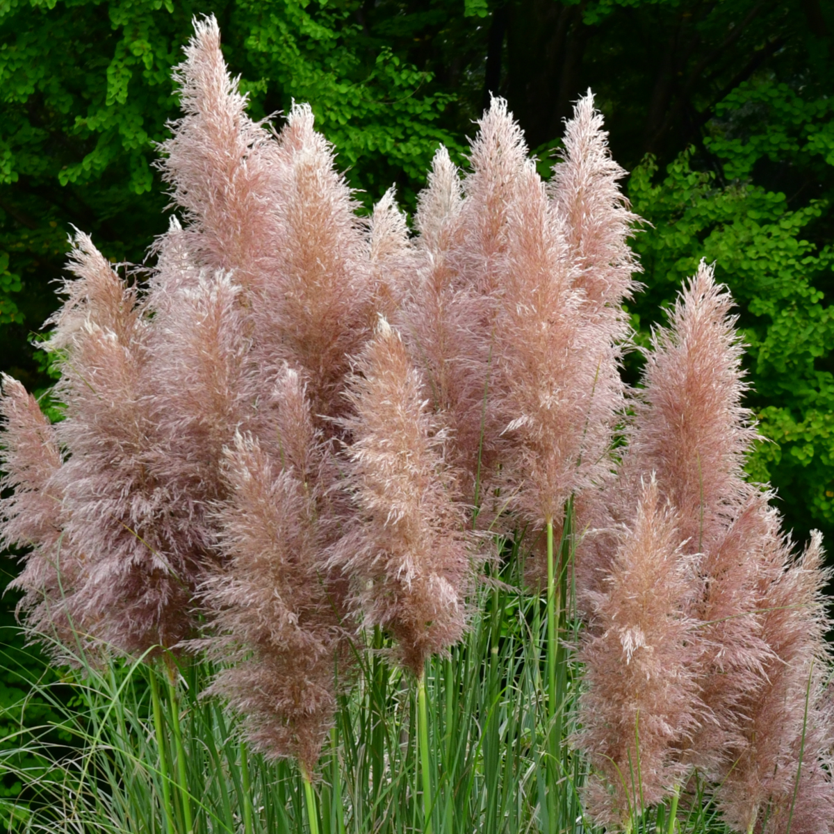 Pampasgrass - 6 pcs. - Cortaderia selloana - Height 25-40cm - ⌀9cm