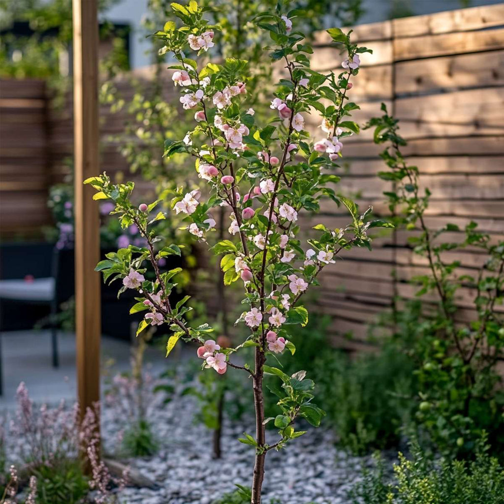 Peach Tree - Prunus persica 'Saturne' - Height 60-70cm - ⌀15cm