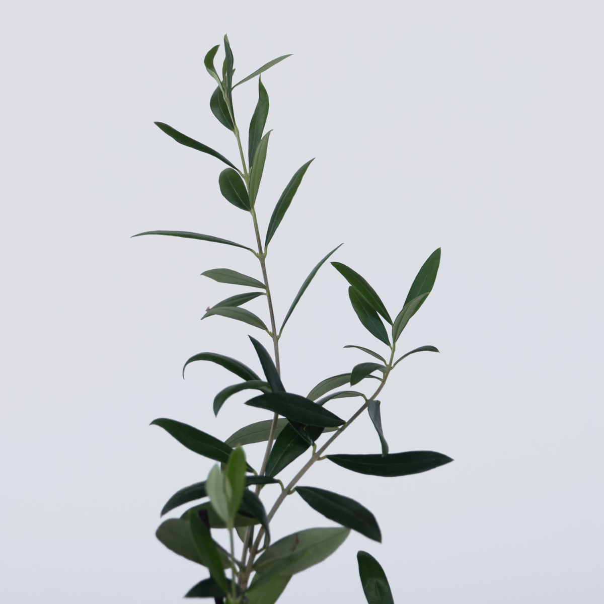Olive tree - 2 pcs. - Olea europaea - Height 25-40cm - ⌀9cm