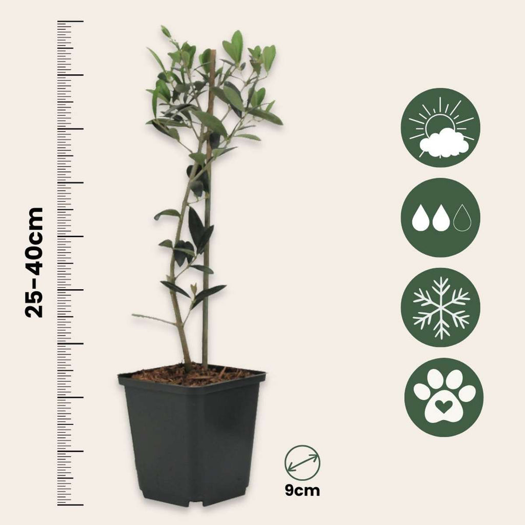 Olive tree - 2 pcs. - Olea europaea - Height 25-40cm - ⌀9cm