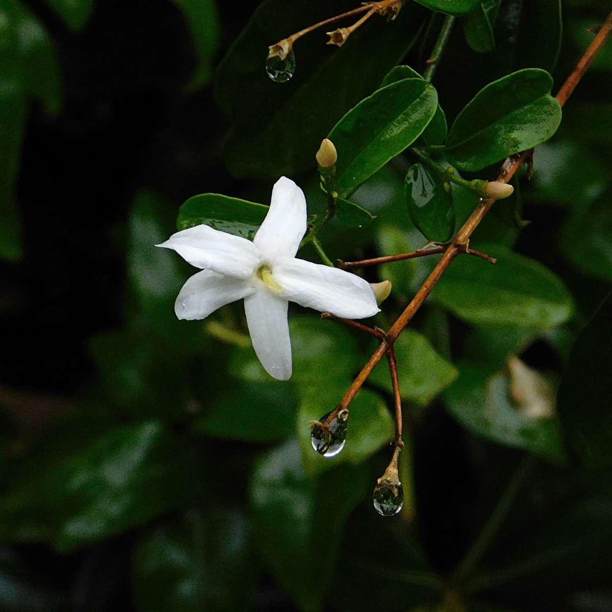 Star of Jasmine - 3 pcs. - Jasminum 'Officinale' - Height 25-40cm - ⌀9cm