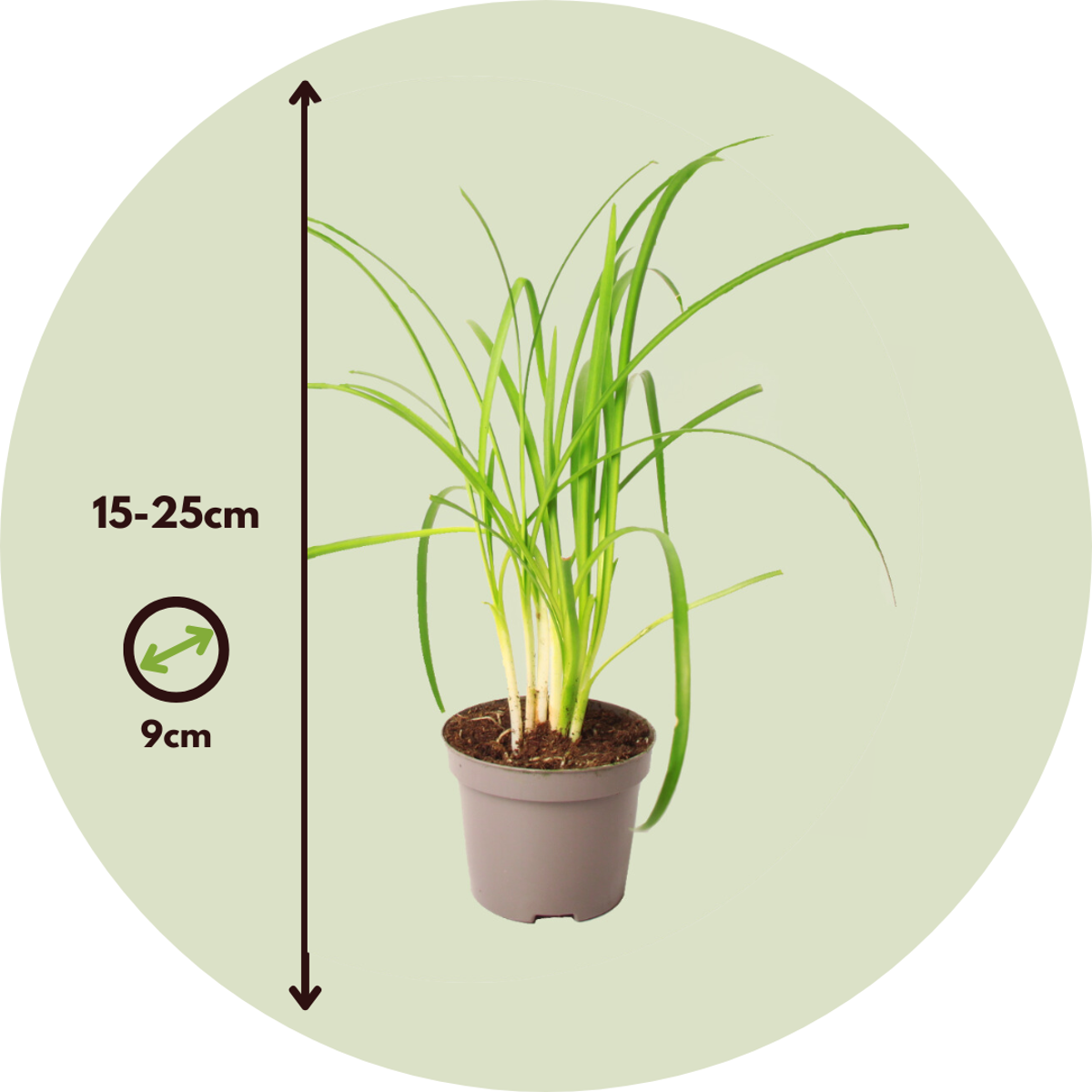 Society Garlic - 3 pcs. - Tulbaghia violacea - Height 15-25cm - ⌀9cm